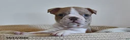 Boston Terrier dogs for sale: Brenda  - Ad 4