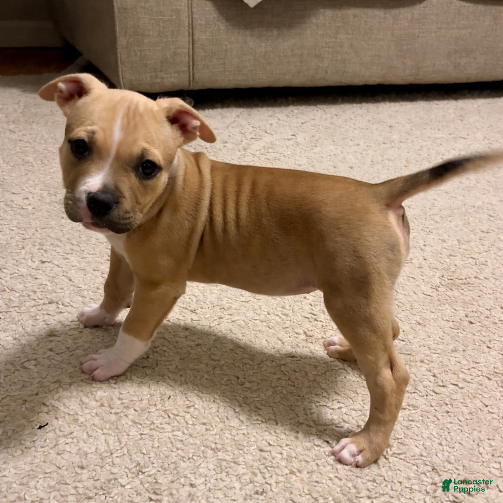 American Bully dogs Dahlia - Ad 1