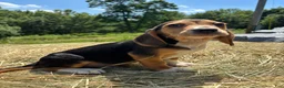 Beagle dogs for sale: Beagle 5 - Ad 7