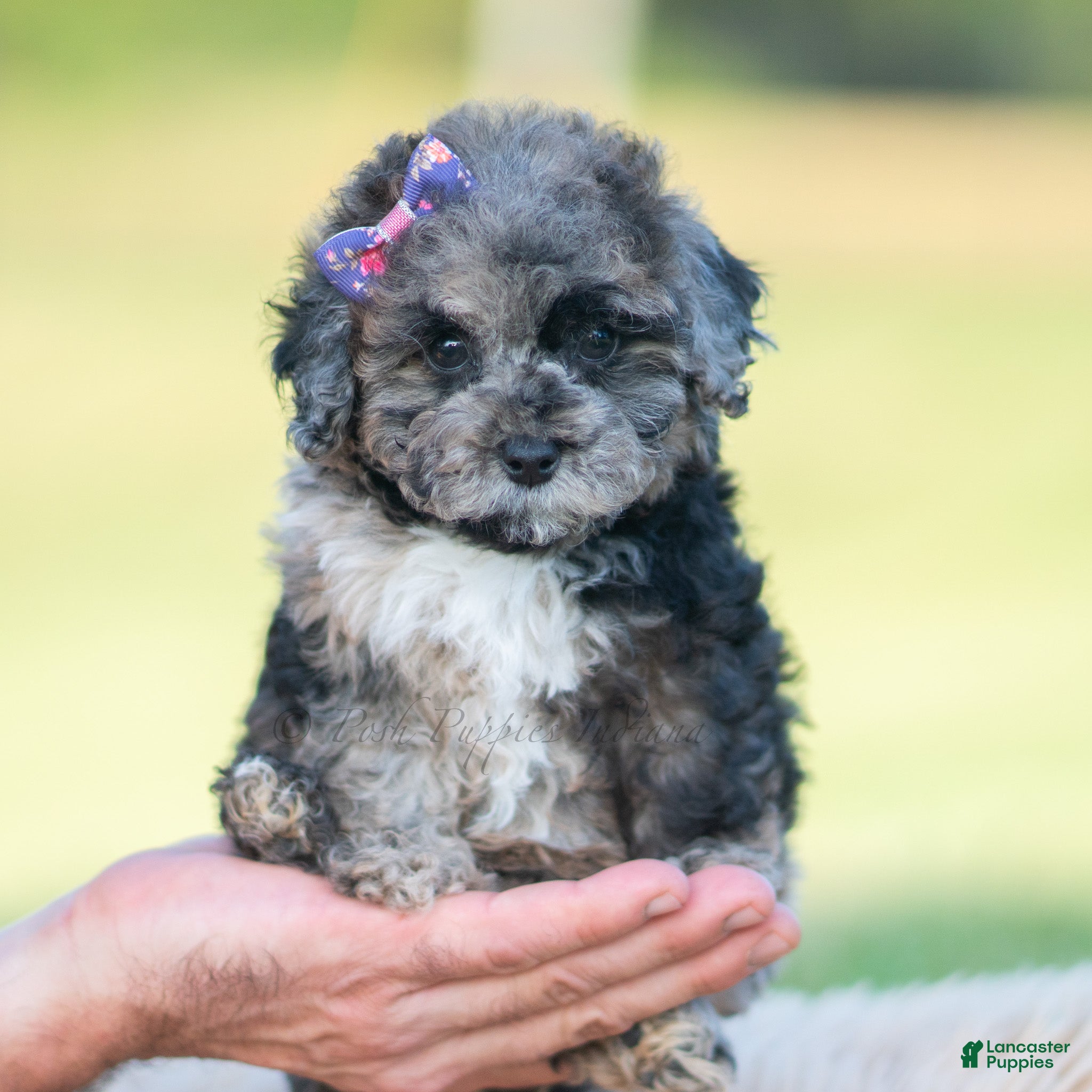 Toy Poodle dogs Ore fluff - Ad 1