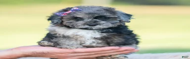 Ore fluff