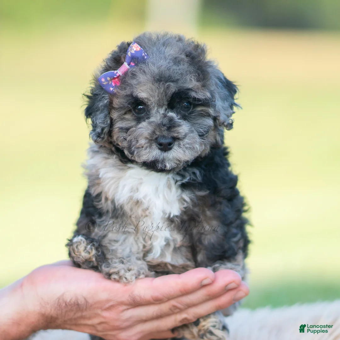 Toy Poodle dogs for sale: Ore fluff - Ad 1