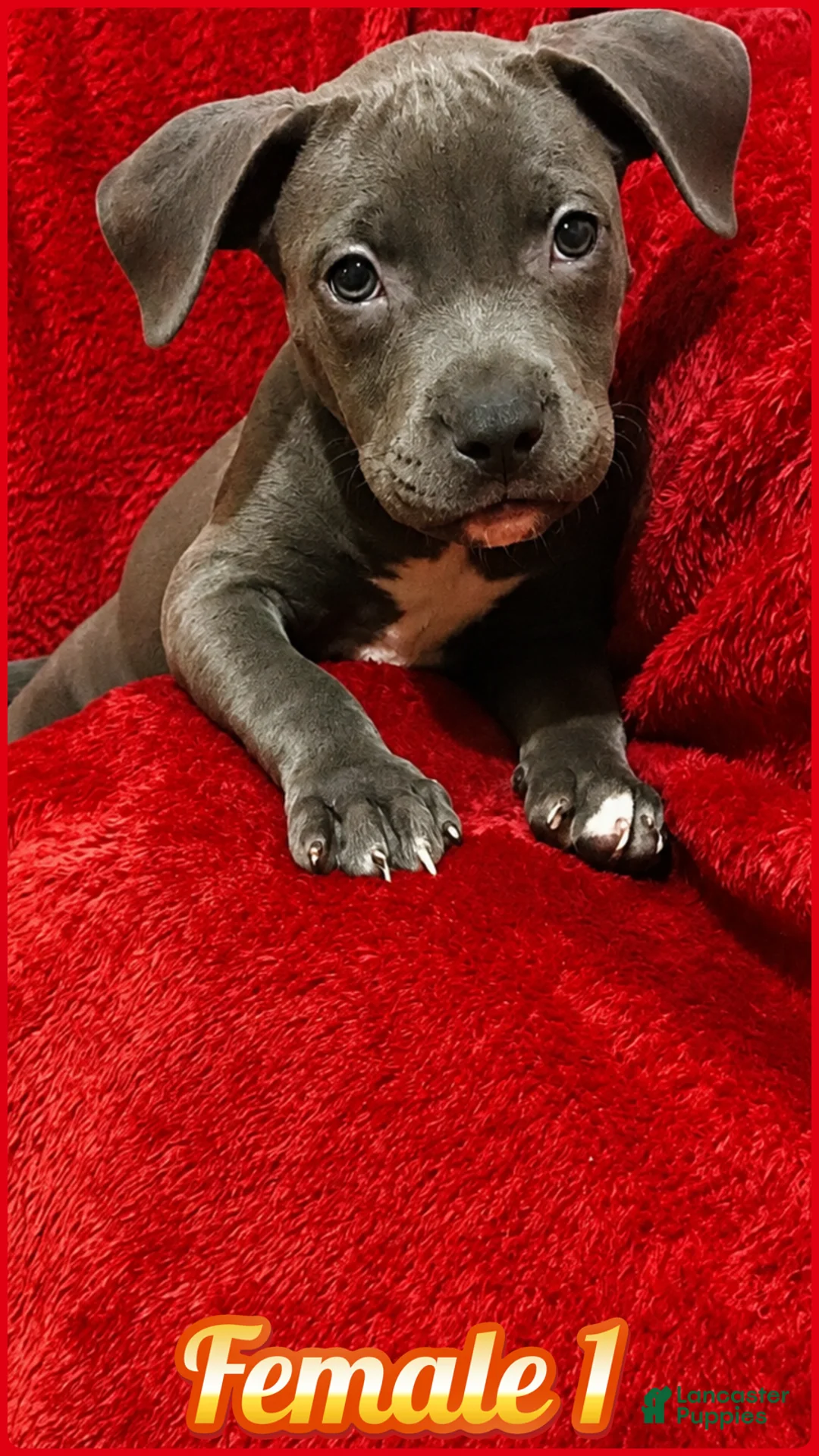 American Pit Bull Terrier dogs for sale: American Pit Bull Terrier 3 - Ad 1