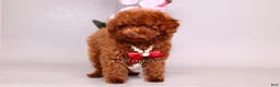Toy Poodle dogs for sale: Erling teacup brown b-b - Ad 1