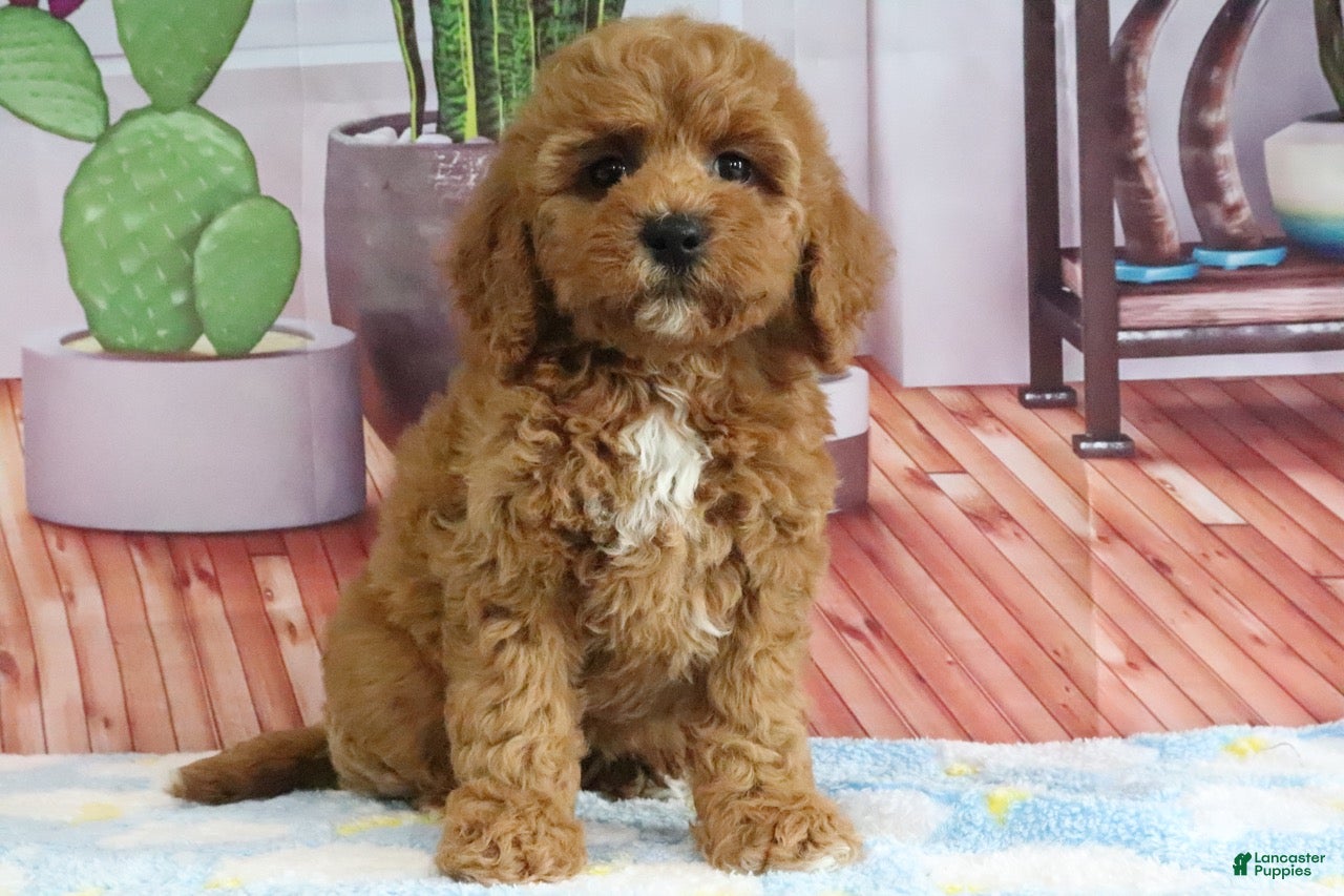 Mini Goldendoodle dogs Kendra - Ad 1