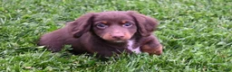 Miniature Dachshund dogs for sale: AKC Romeo - Ad 5