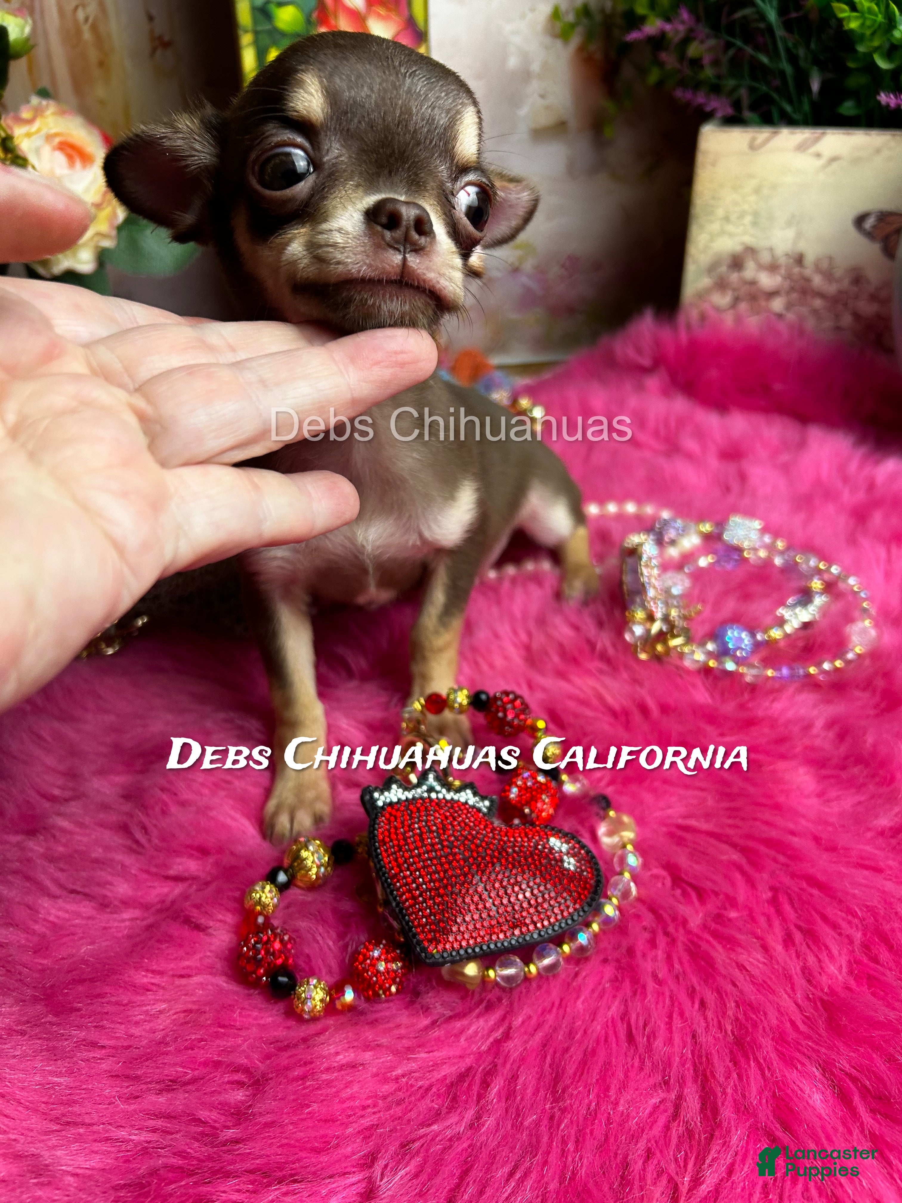 Chihuahua dogs HERSHEY  - Ad 2