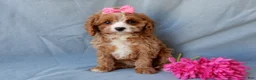 Cavapoo dogs for sale: Daisy - Ad 5