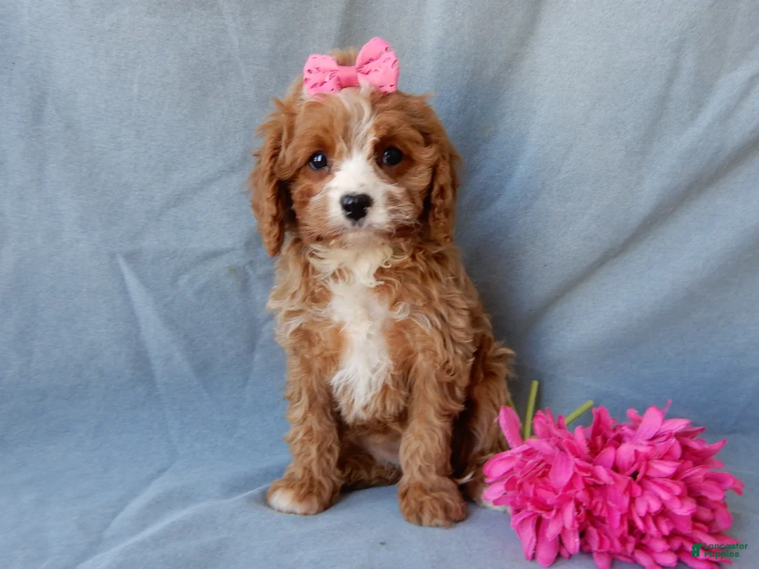 Cavapoo dogs for sale: Daisy - Ad 5