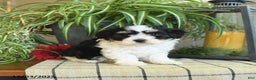 Havanese dogs for sale: Sophie - Ad 4