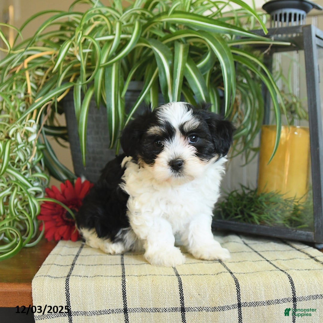 Havanese dogs for sale: Sophie - Ad 4