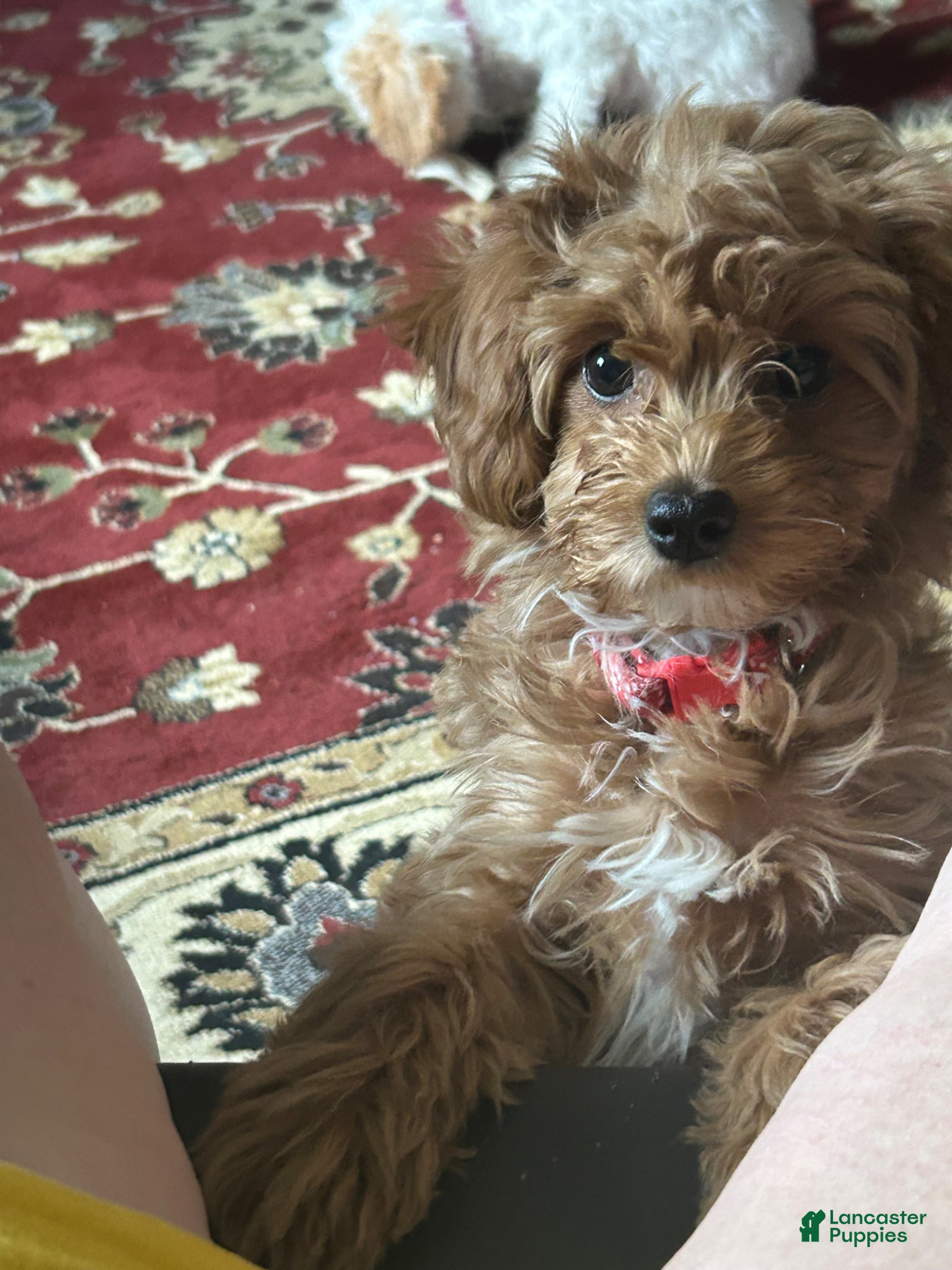 Cavapoo dogs Charlie Cavapoo Puppy 4 - Ad 4