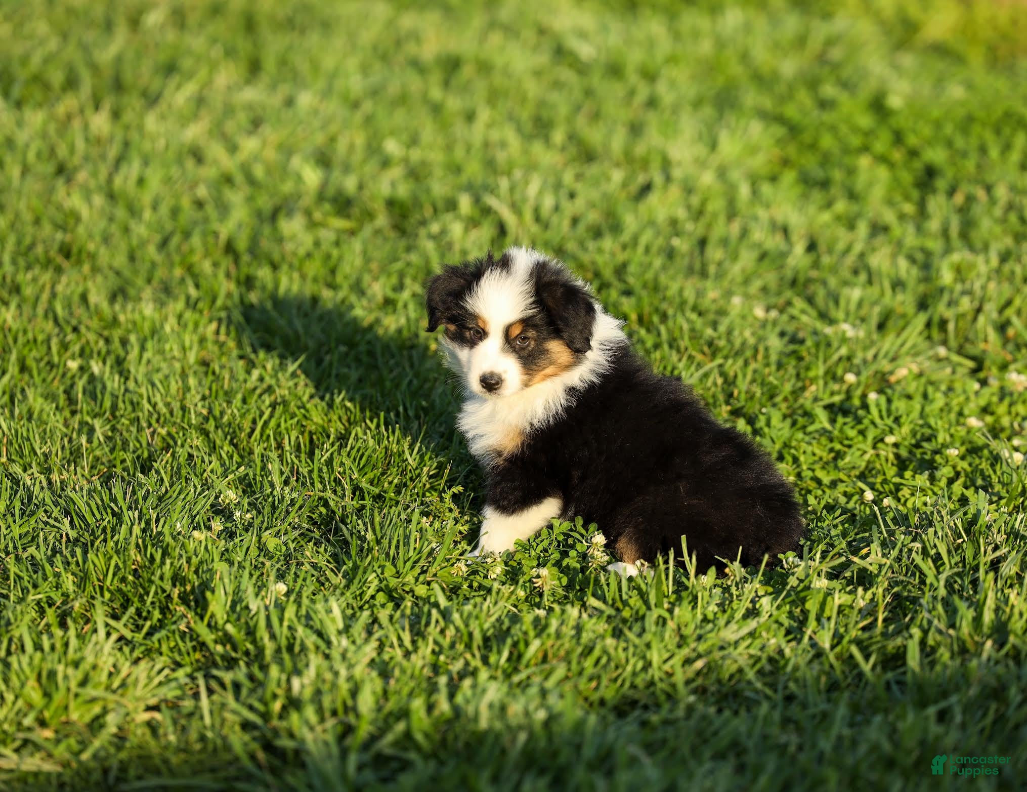 Miniature Australian Shepherd dogs Lana Miniature Australian Shepherd Puppy  - Ad 2