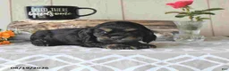 Cocker Spaniel dogs for sale: Buddy - Ad 3