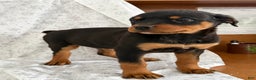 Rottweiler dogs for sale: Wendy - Ad 2