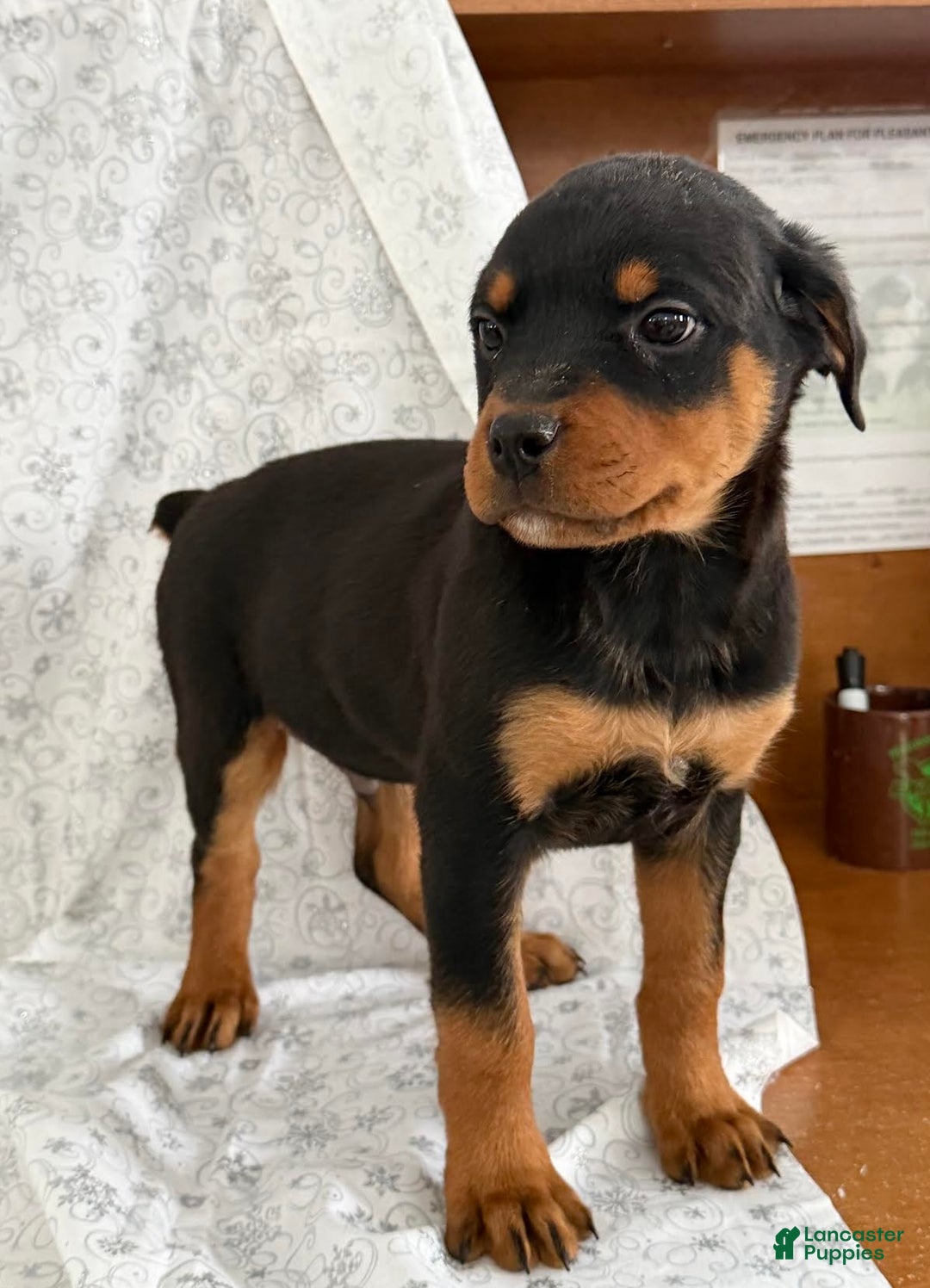 Rottweiler dogs for sale: Wendy - Ad 2