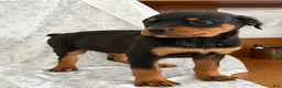 Rottweiler dogs for sale: Wendy - Ad 5