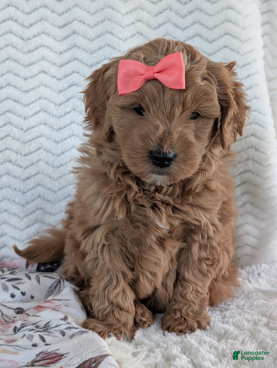 Goldendoodle dogs for sale: Bella - Ad 10
