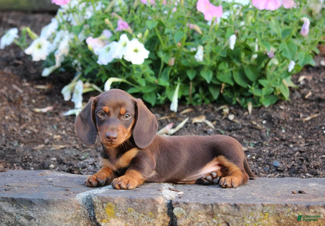 Miniature Dachshund dogs for sale: Charlie - Ad 1