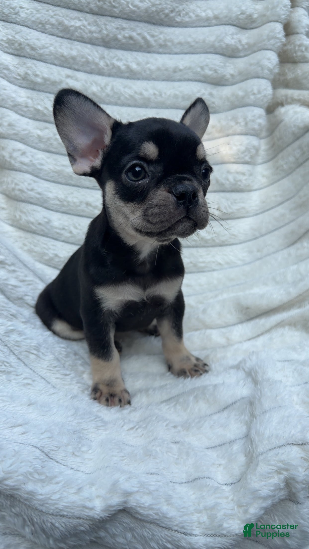 French Bulldog dogs French Bulldog Black and tan  - Ad 1
