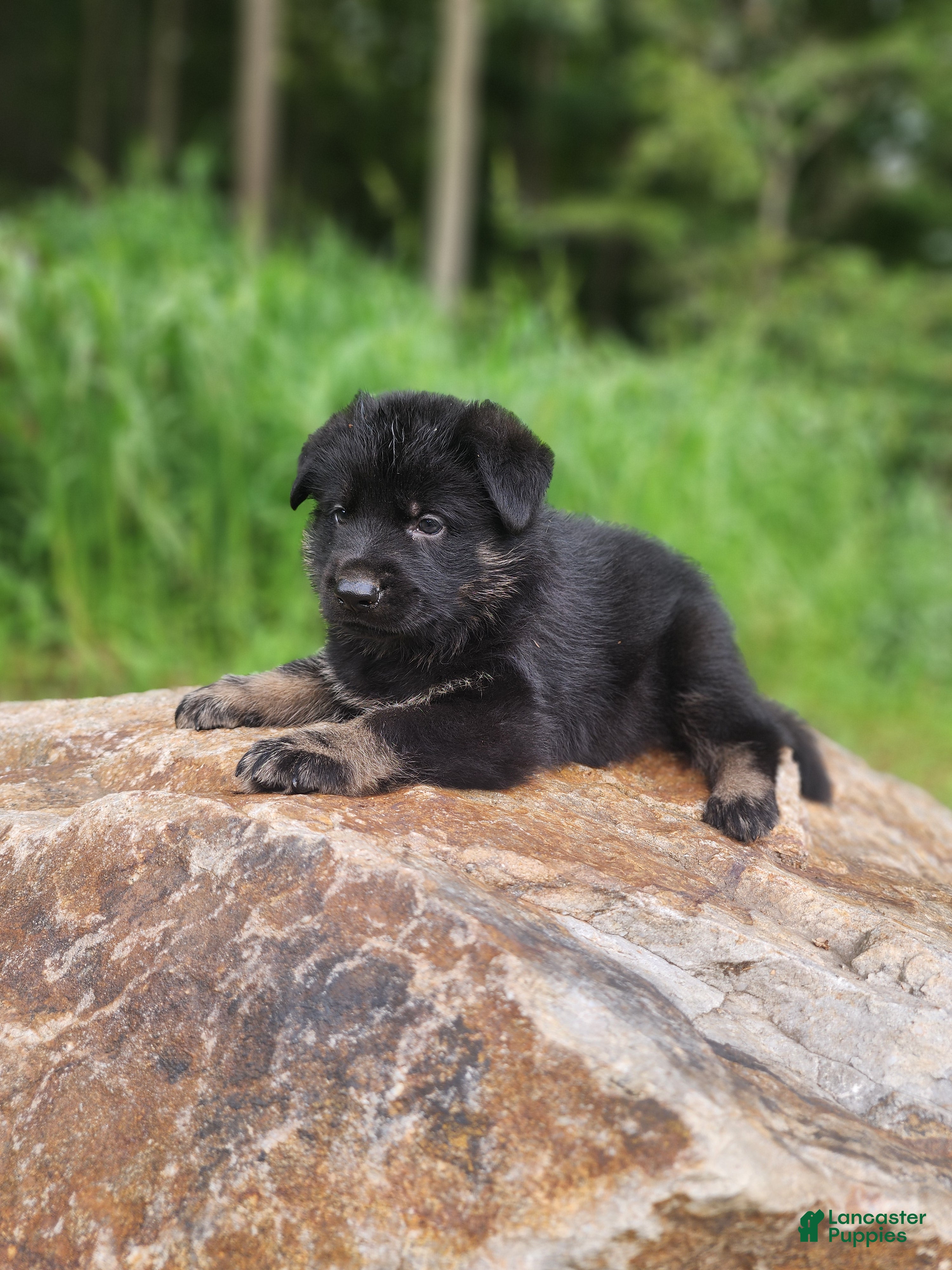 German Shepherd dogs  Tripp - Ad 1