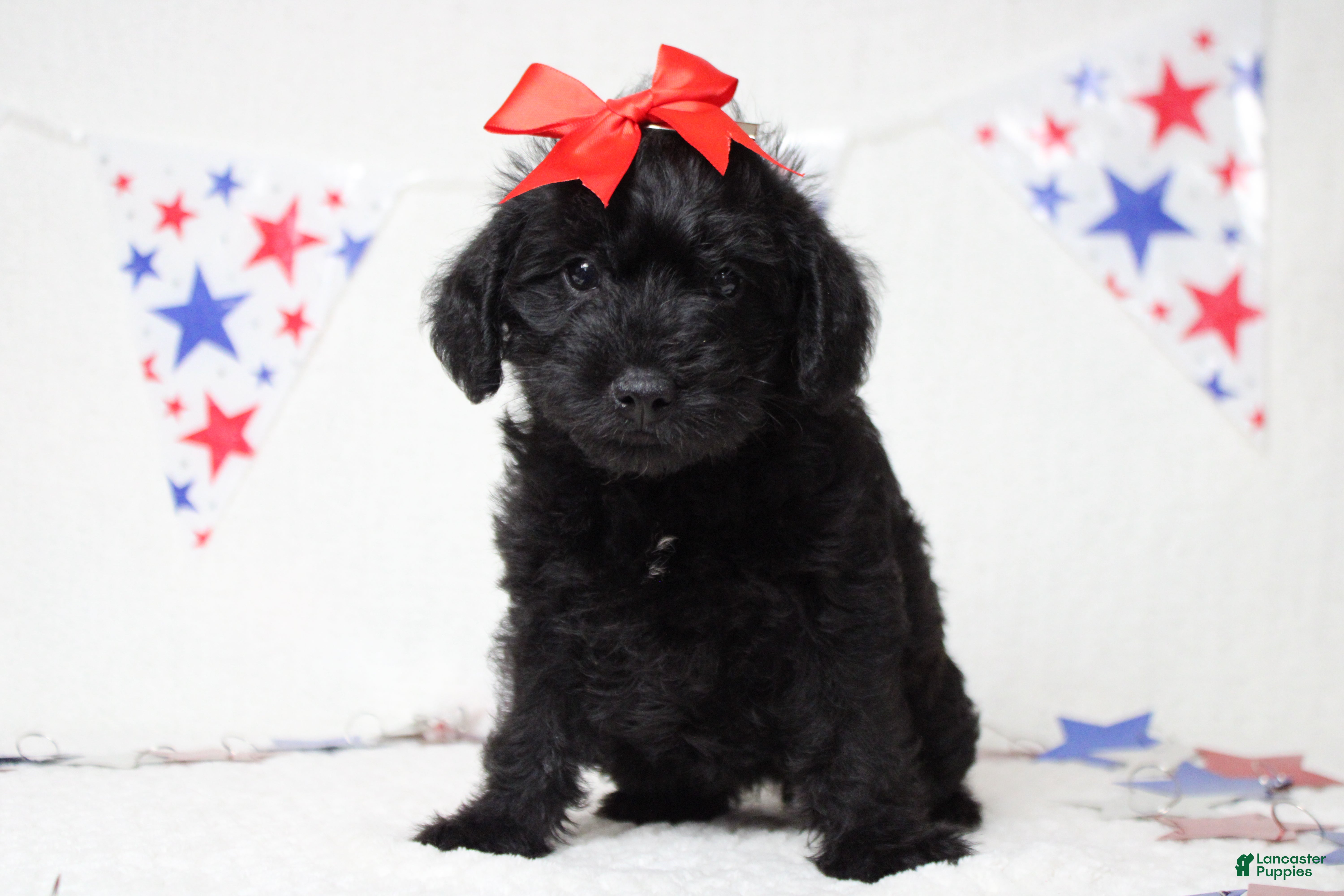 Schnoodle dogs Cabernet  - Ad 1