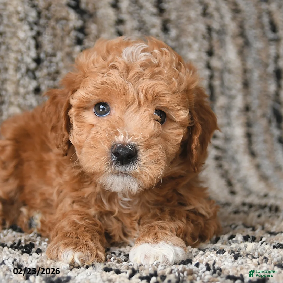 Bichpoo dogs for sale: Freddie - Ad 3
