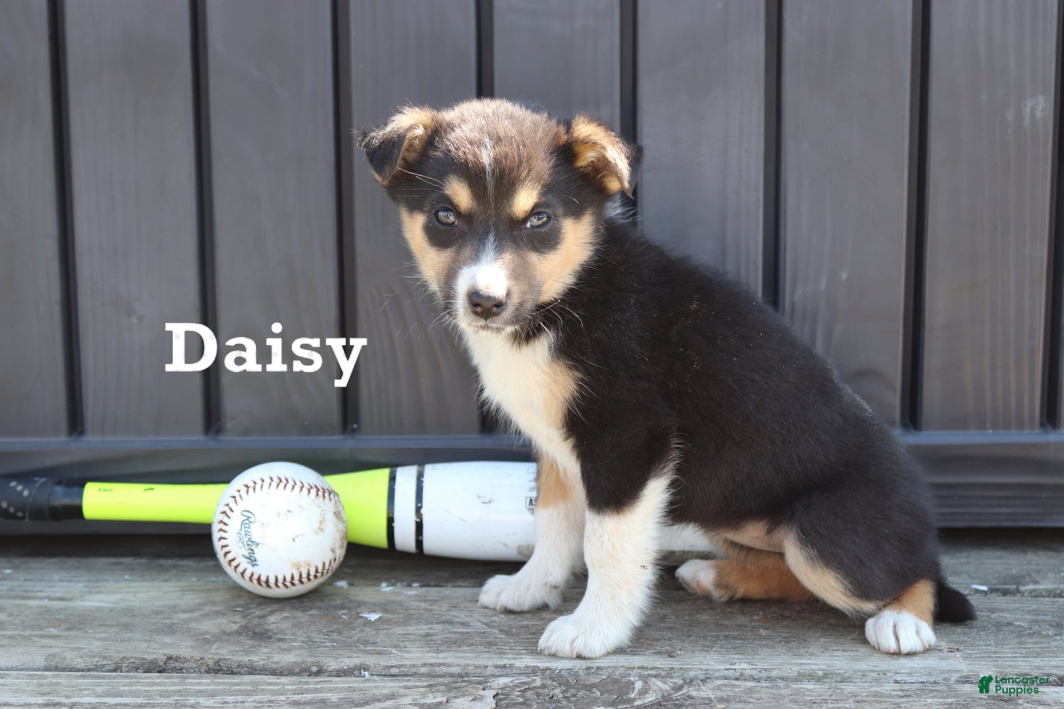 Mixed Breed dogs for sale: Daisy - Ad 2