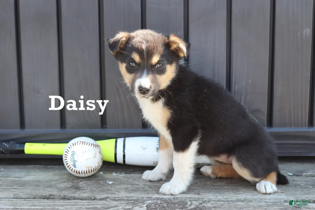 Mixed Breed dogs for sale: Daisy - Ad 1