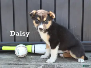 Mixed Breed dogs for sale: Daisy - Ad 2