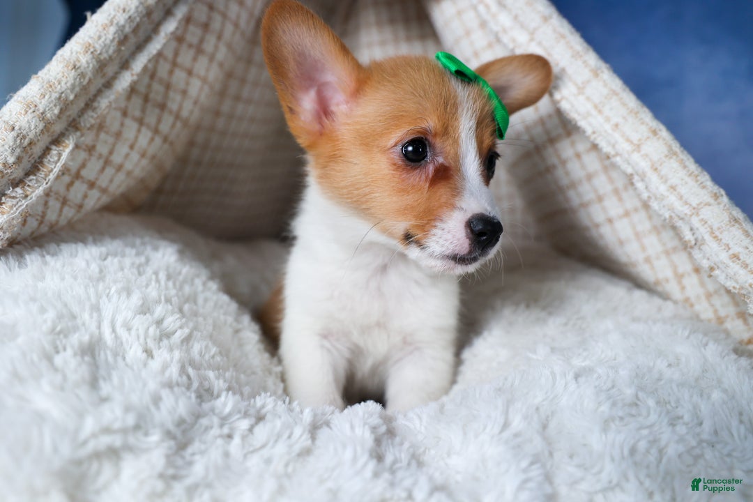 Welsh Corgi Pembroke dogs for sale: Larson - Ad 6