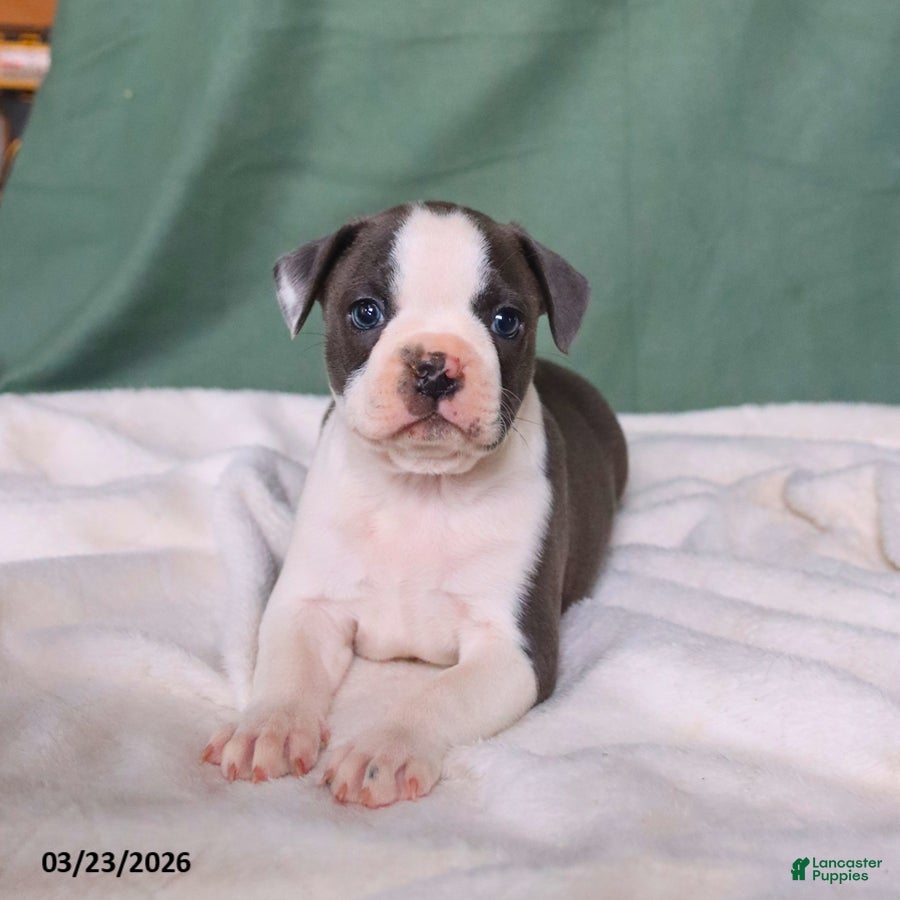 Boston Terrier dogs Zack - Ad 1