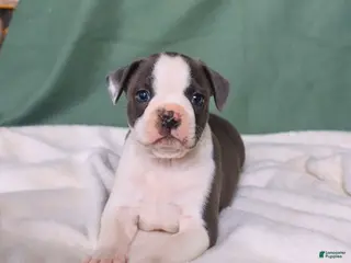 Boston Terrier dogs for sale: Zack - Ad 1