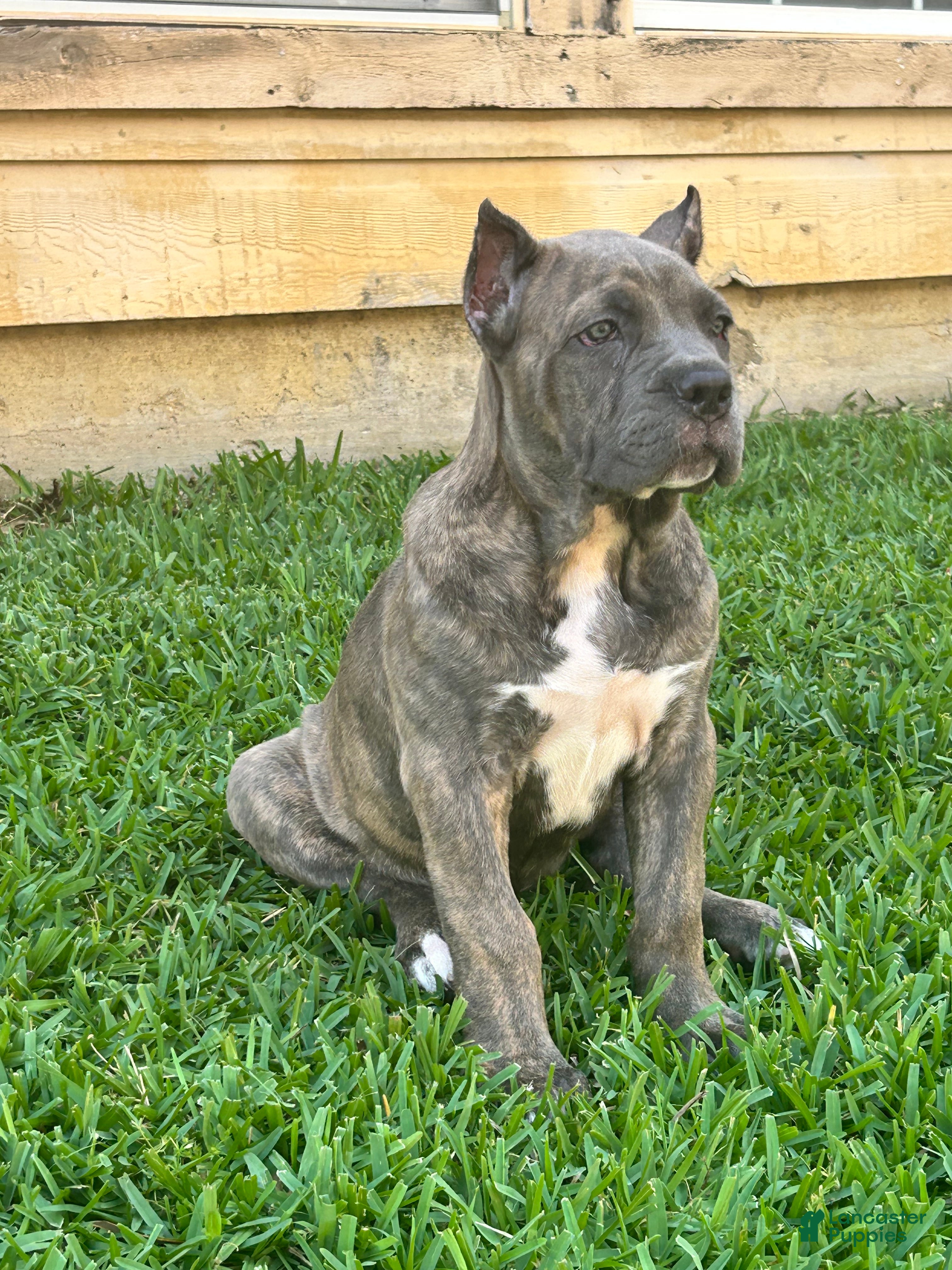 Cane Corso dogs Cane Corso Puppy 1 - Ad 23