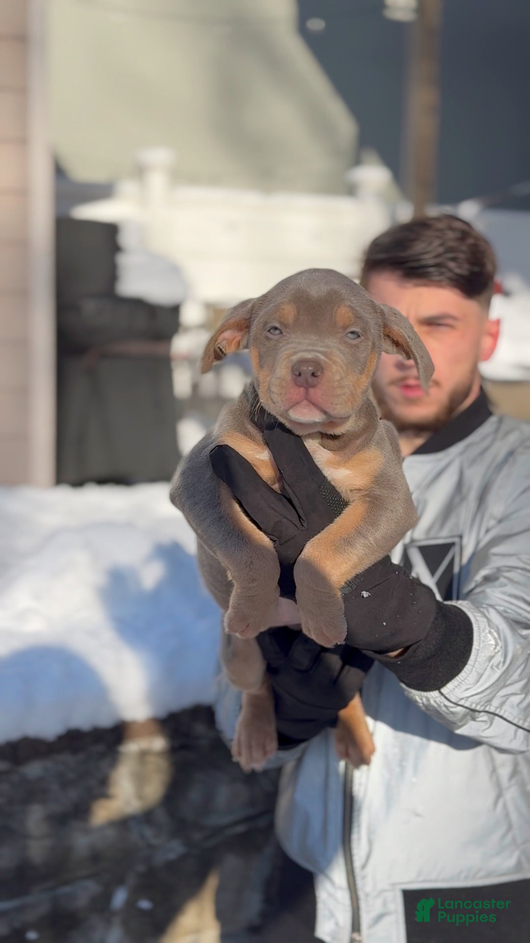 American Bully dogs for sale: Pooch - Ad 1