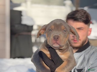 American Bully dogs Pooch - Ad 3