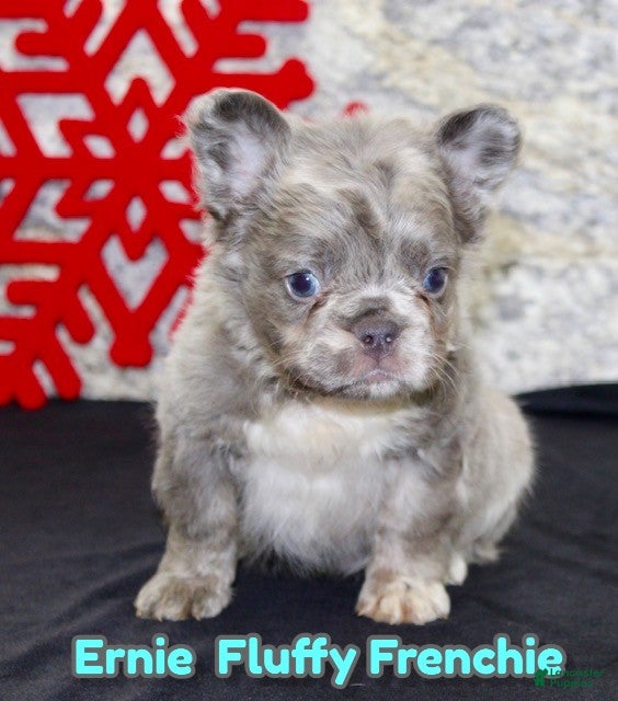 French Bulldog dogs Ernie - Ad 18