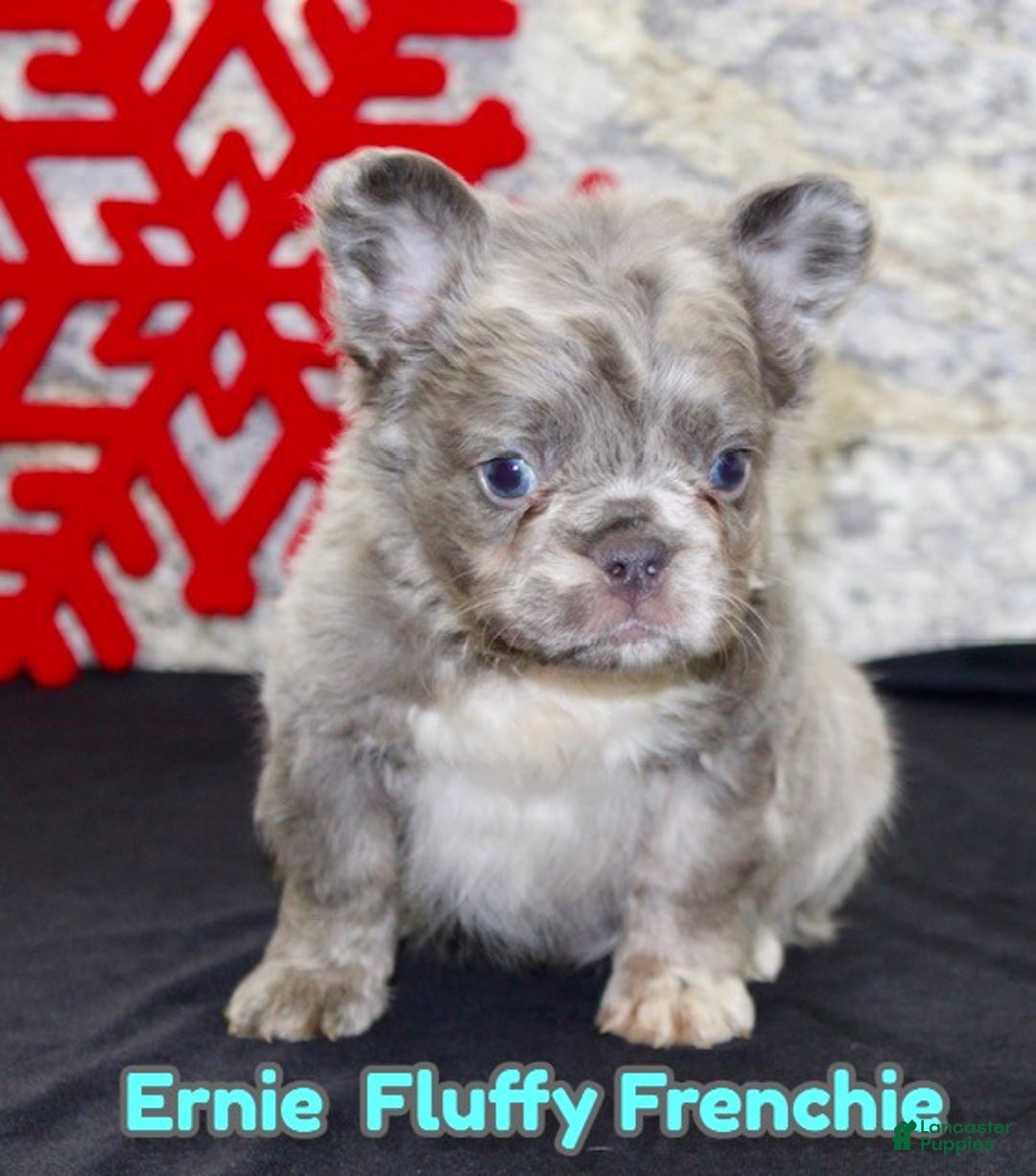 French Bulldog dogs for sale: Ernie - Ad 1