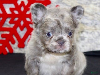 French Bulldog dogs Ernie - Ad 18