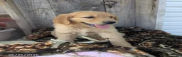 Golden Retriever dogs for sale: Remington - Ad 3