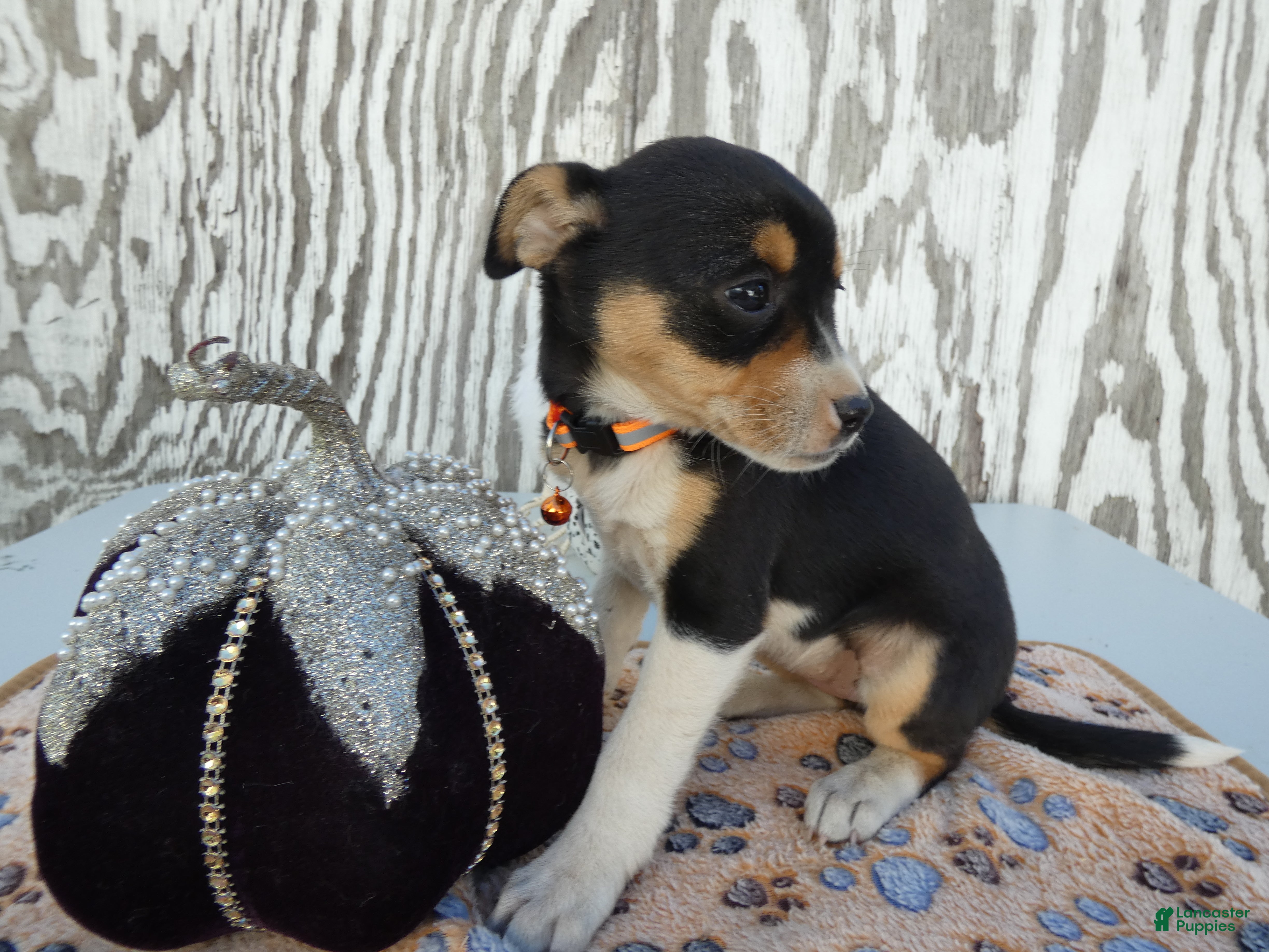 Jack Russell Terrier dogs for sale: Jack Russell Terrier 4 Nia - Ad 3