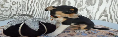 Jack Russell Terrier 4 Nia