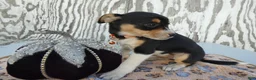 Jack Russell Terrier dogs for sale: Jack Russell Terrier 4 Nia - Ad 1