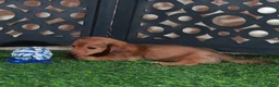 Miniature Dachshund dogs for sale: Magnum Adorable LH ACA Mini Dachshund - Ad 4