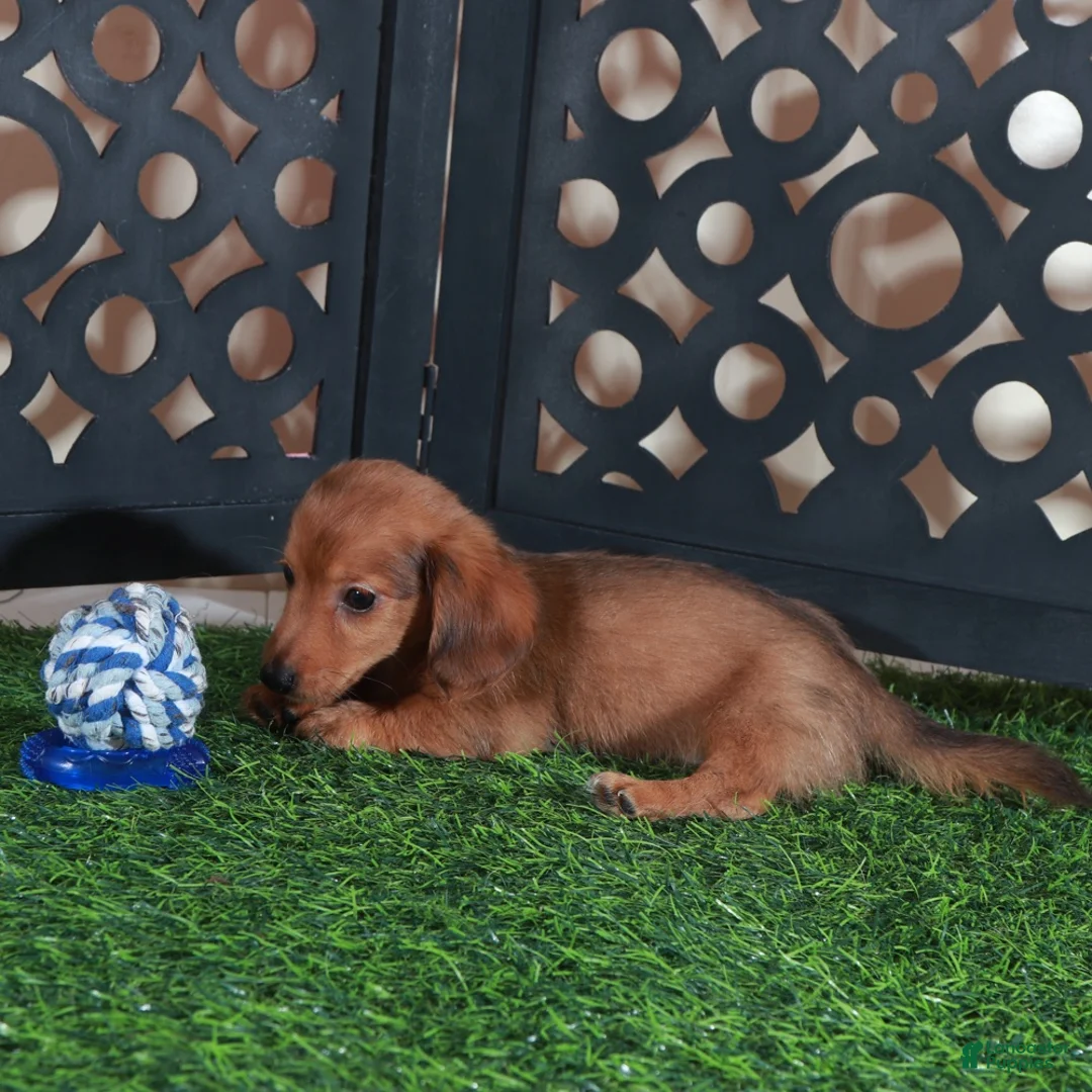 Miniature Dachshund dogs for sale: Magnum Adorable LH ACA Mini Dachshund - Ad 4