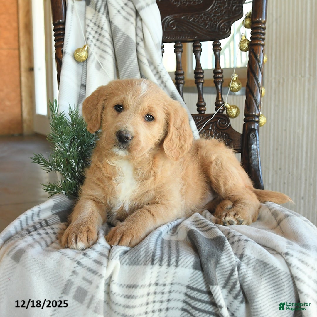 Labradoodle dogs for sale: Dakota - Ad 3