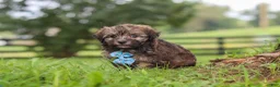 Havanese dogs for sale: Winston - Ad 8