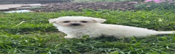 Bichpoo dogs for sale: Bruce  - Ad 2