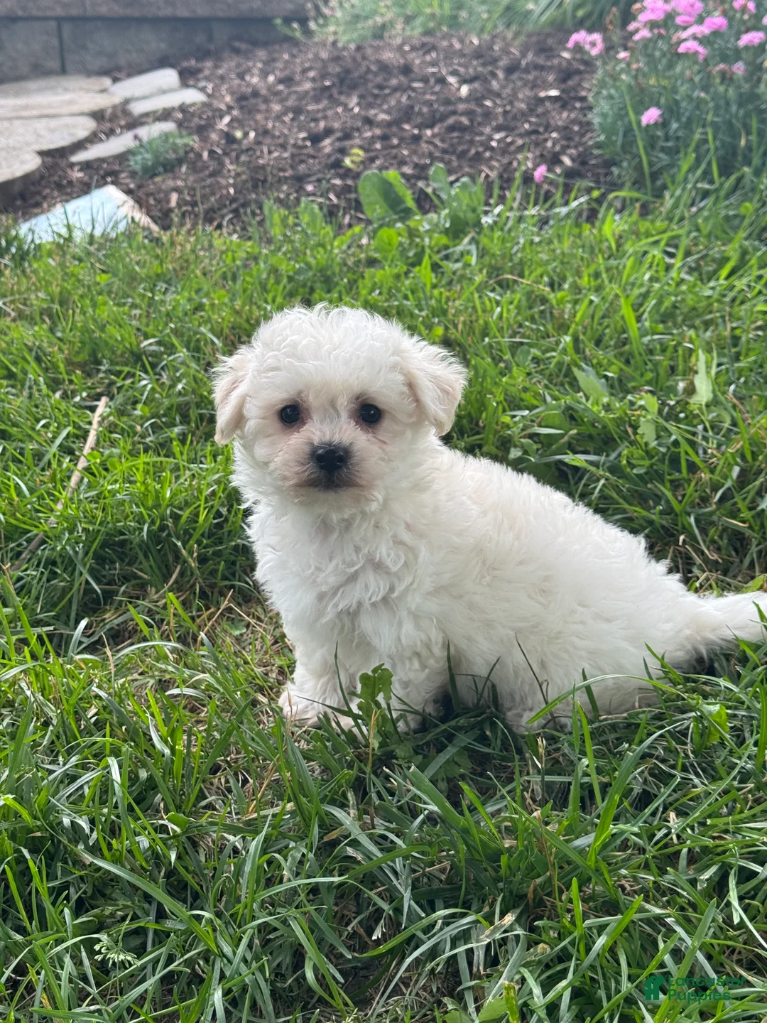 Bichpoo dogs for sale: Bruce  - Ad 2