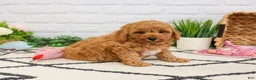 Cavapoo dogs for sale: Frappe  - Ad 6